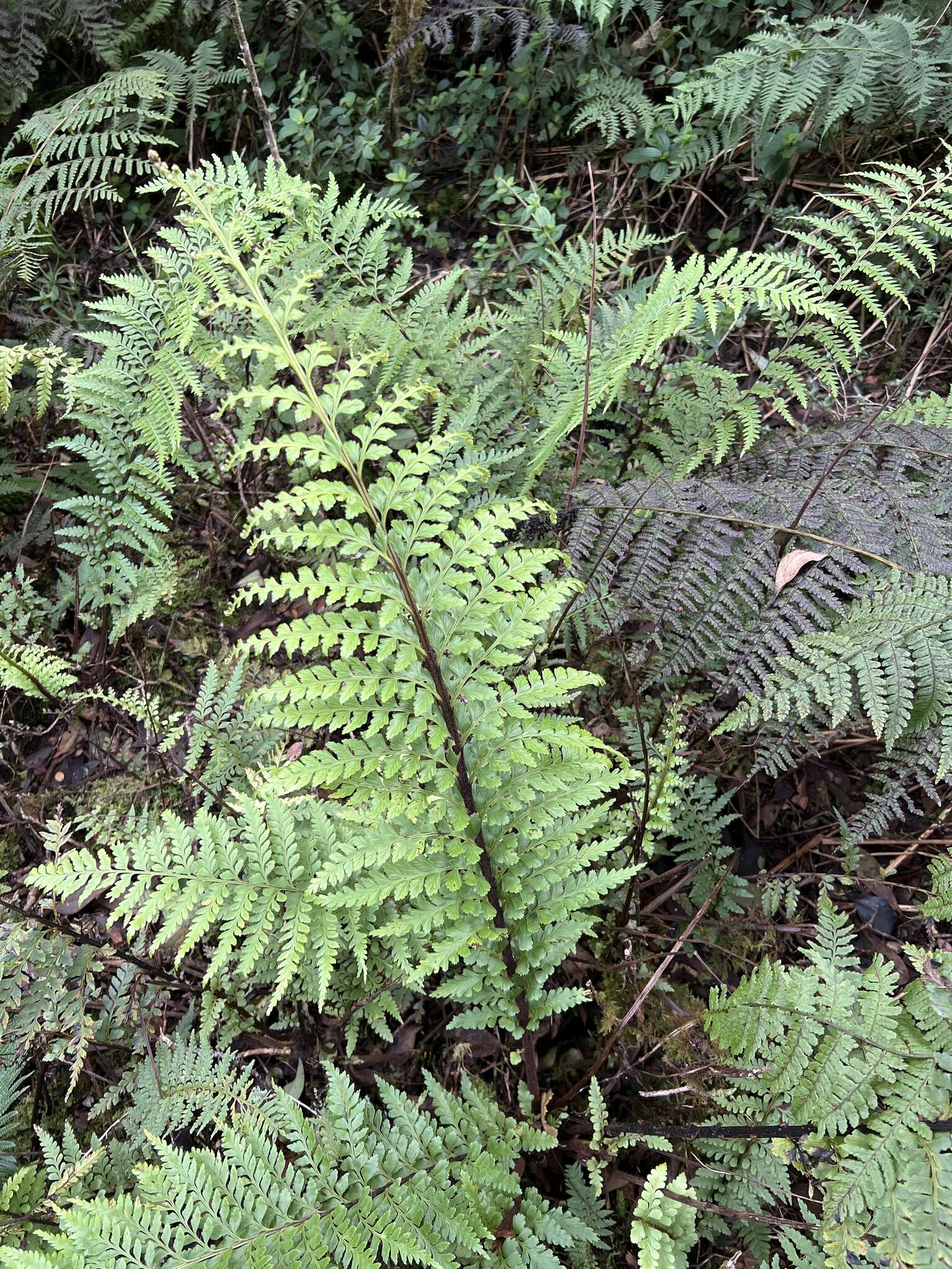 Image of Taper-Tip Spleenwort