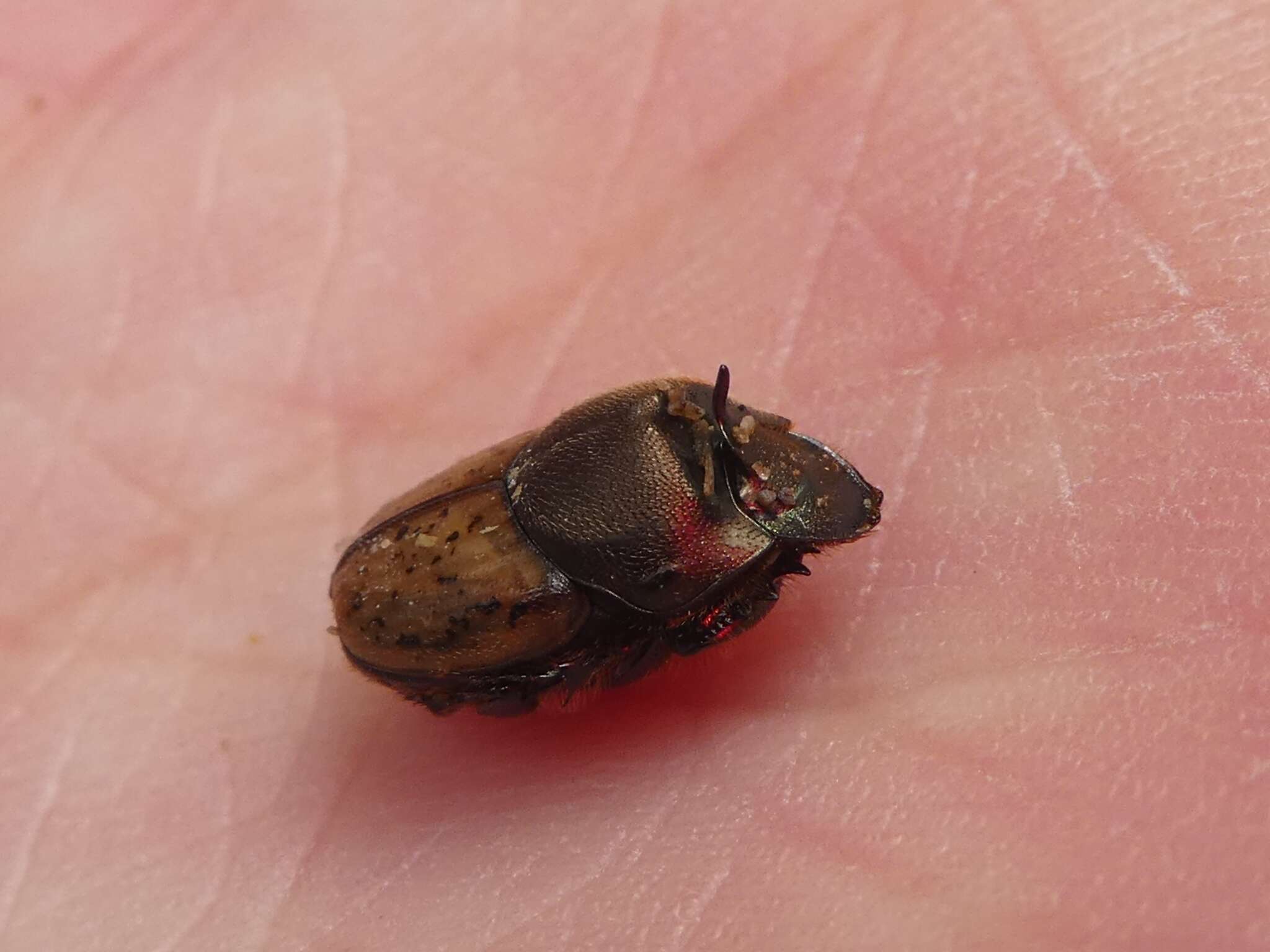 Слика од Onthophagus (Palaeonthophagus) coenobita (Herbst 1783)