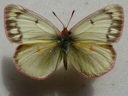 Imagem de Colias canadensis Ferris 1982