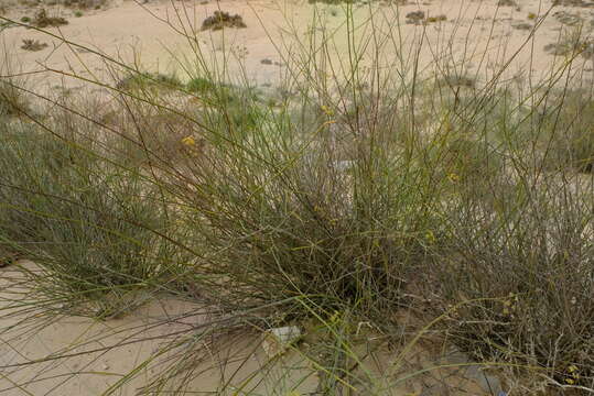 Image of Broom celery