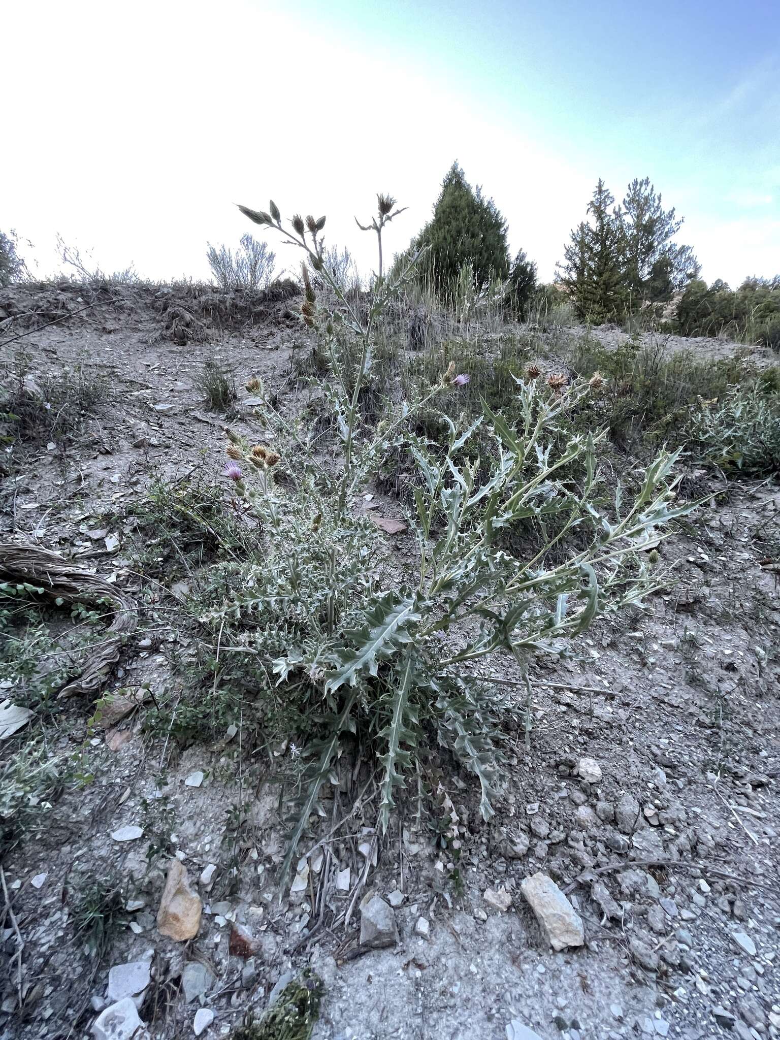 Image of Barneby's thistle