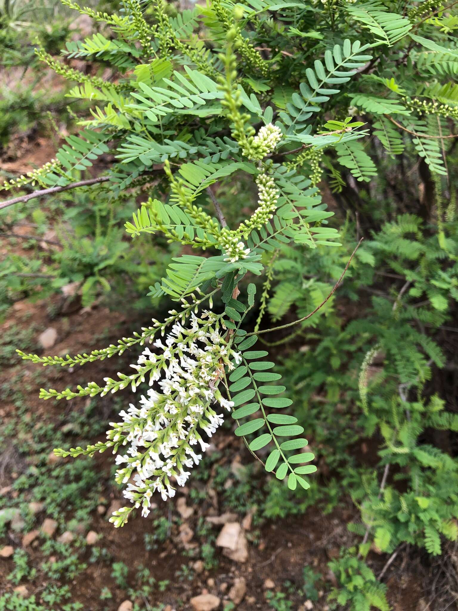 Imagem de Eysenhardtia orthocarpa (A. Gray) S. Watson