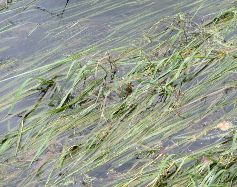 Image of Texas Wild Rice