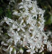 Image of White Stonecrop