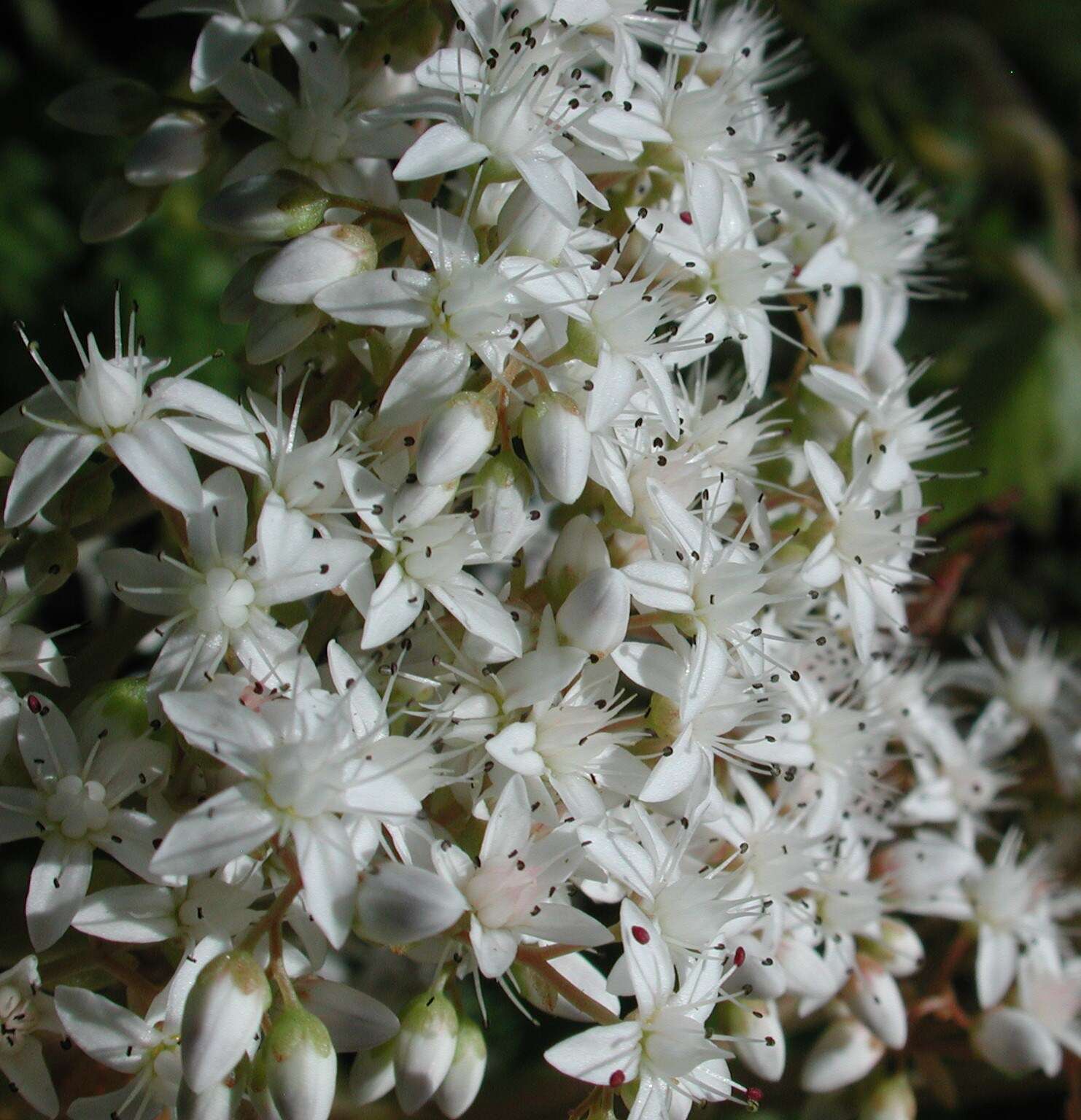 Image of White Stonecrop