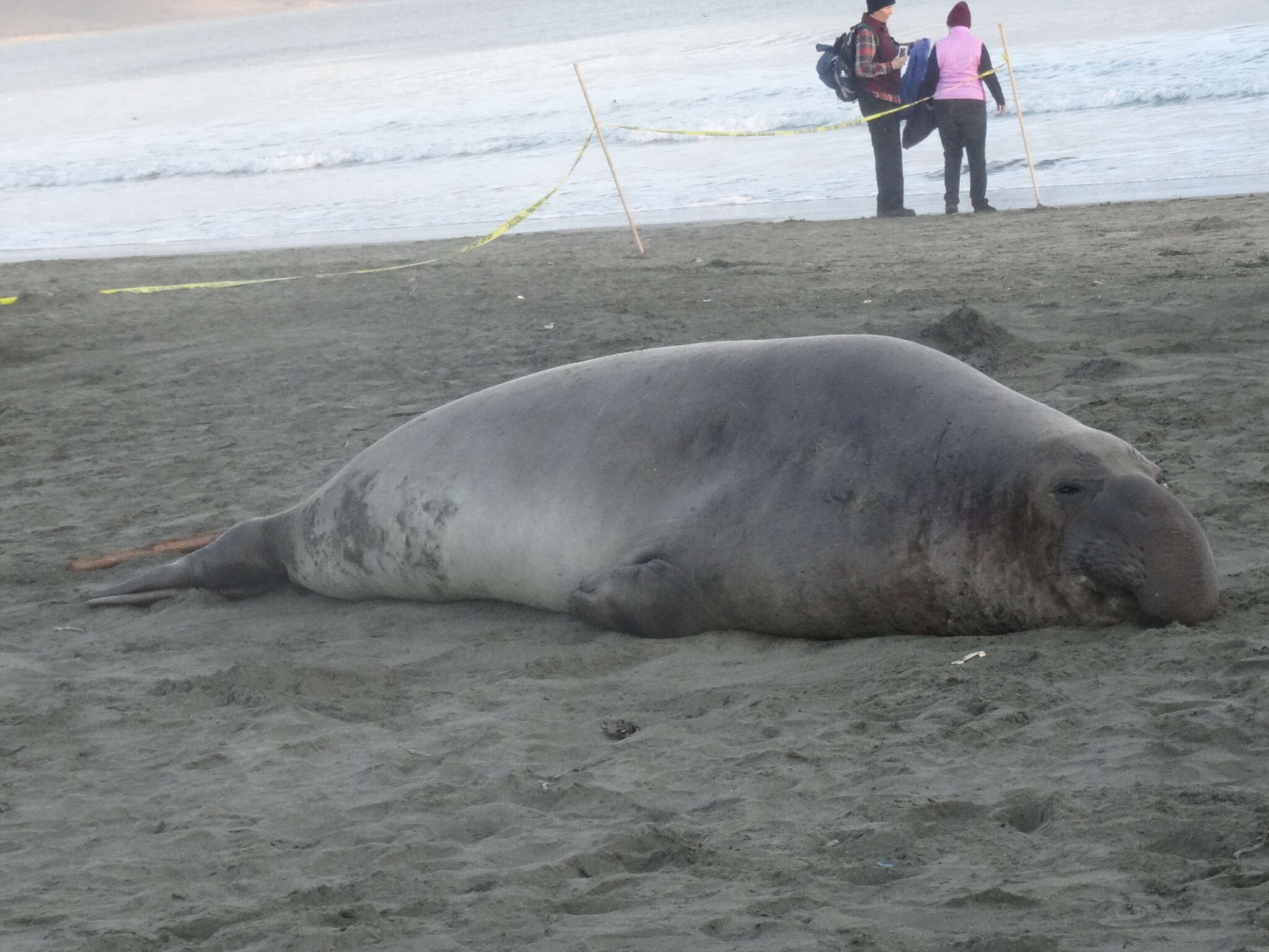 Image of elephant seal