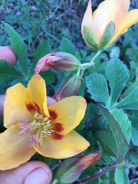 Imagem de Cochlospermum gonzalezii (Sprague & L. Riley) Byng & Christenh.