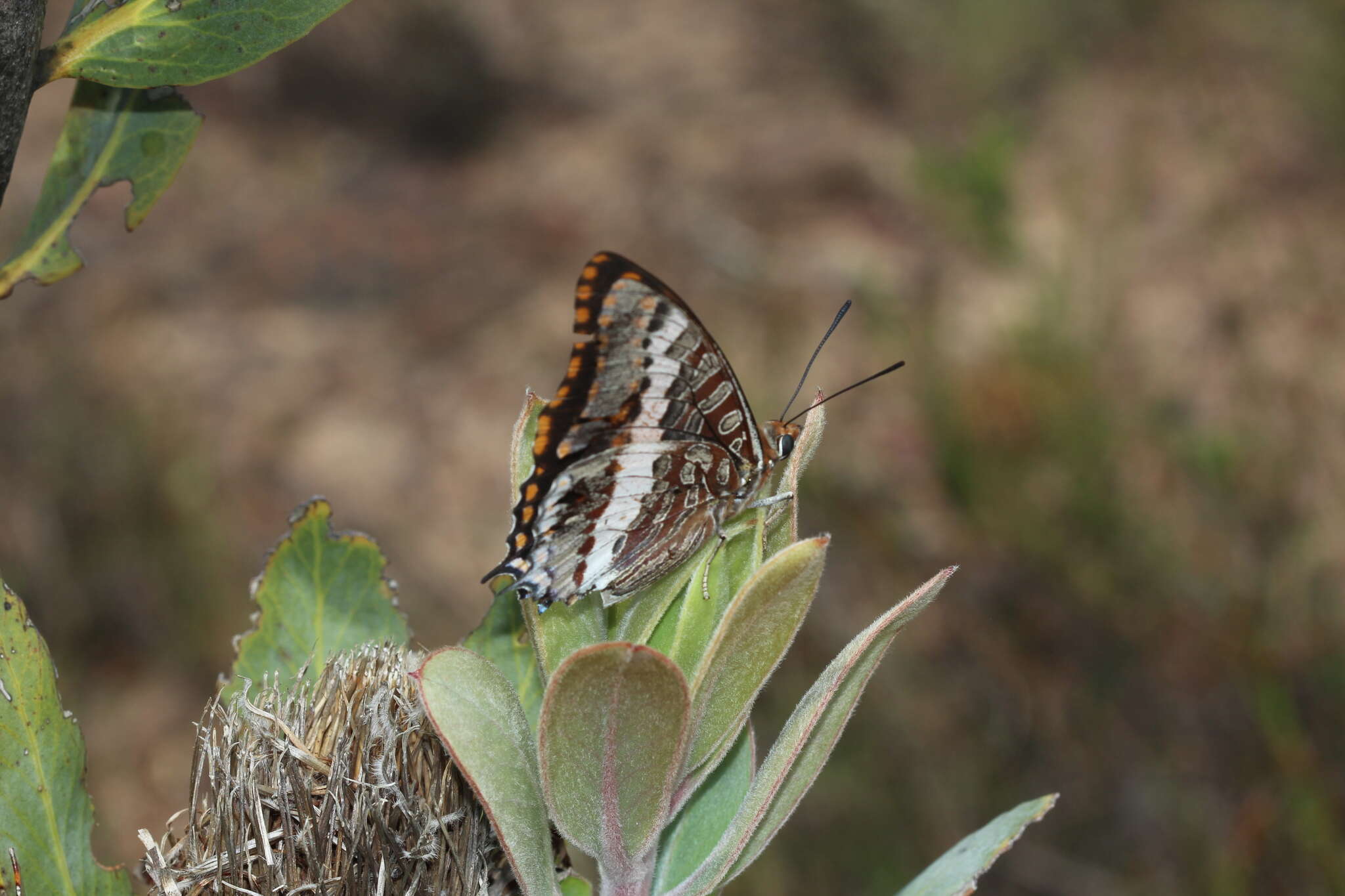 Imagem de Charaxes pelias