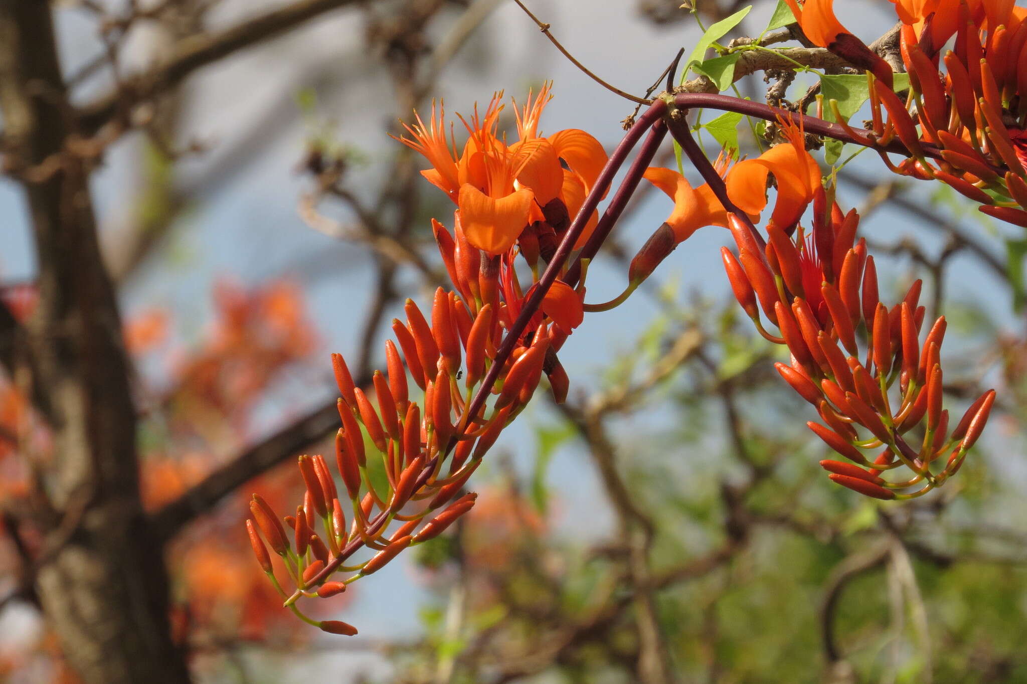 Image of Bat's wing coral tree