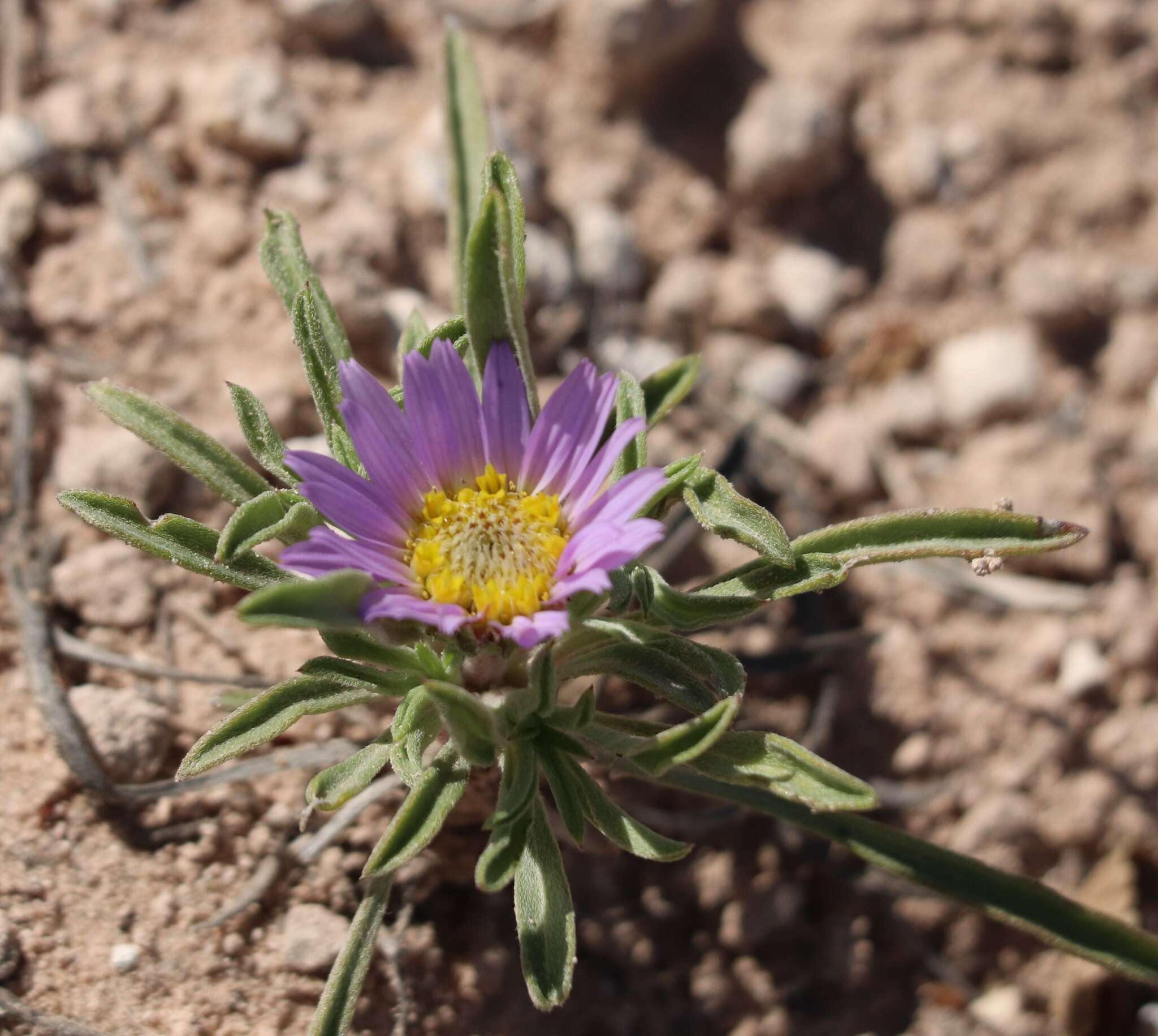 Image of Texas Townsend daisy