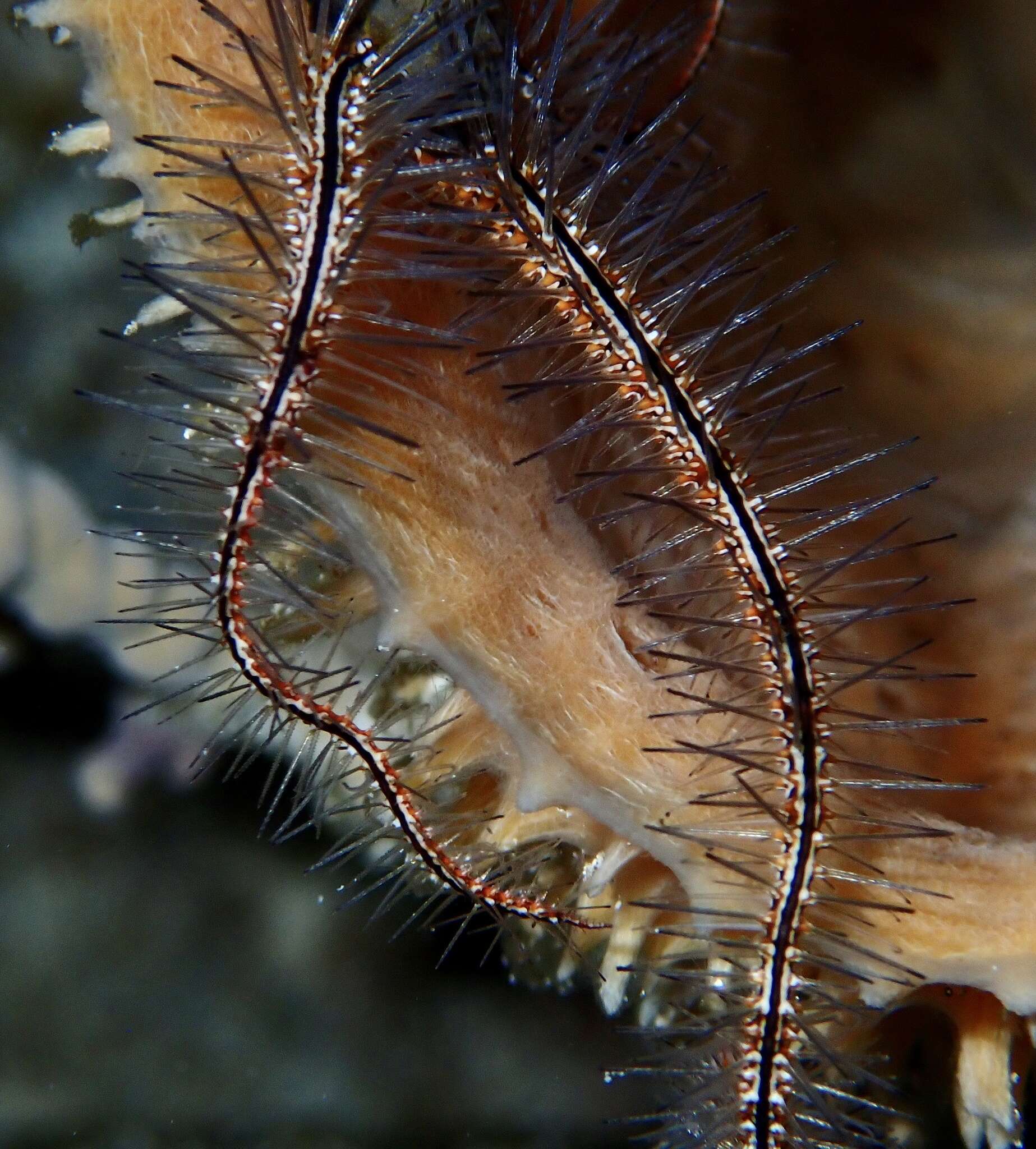 Image of Sponge brittle star