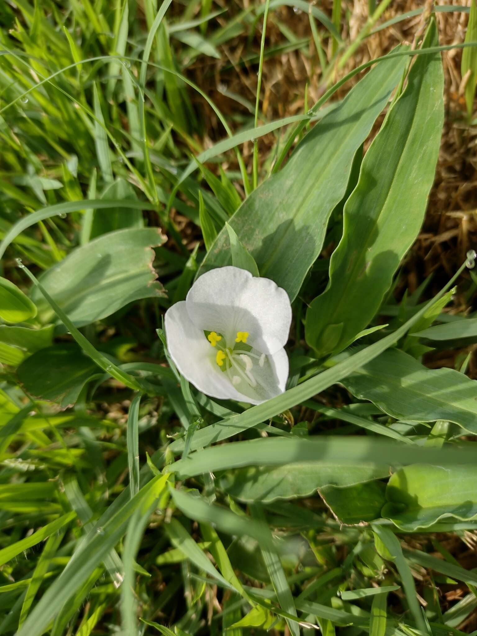 Слика од Commelina platyphylla Klotzsch ex Seub.