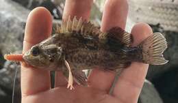 Image of Grass rockfish