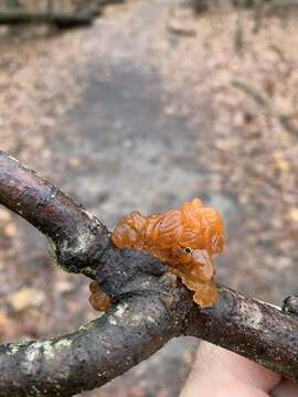 Image of birch jelly