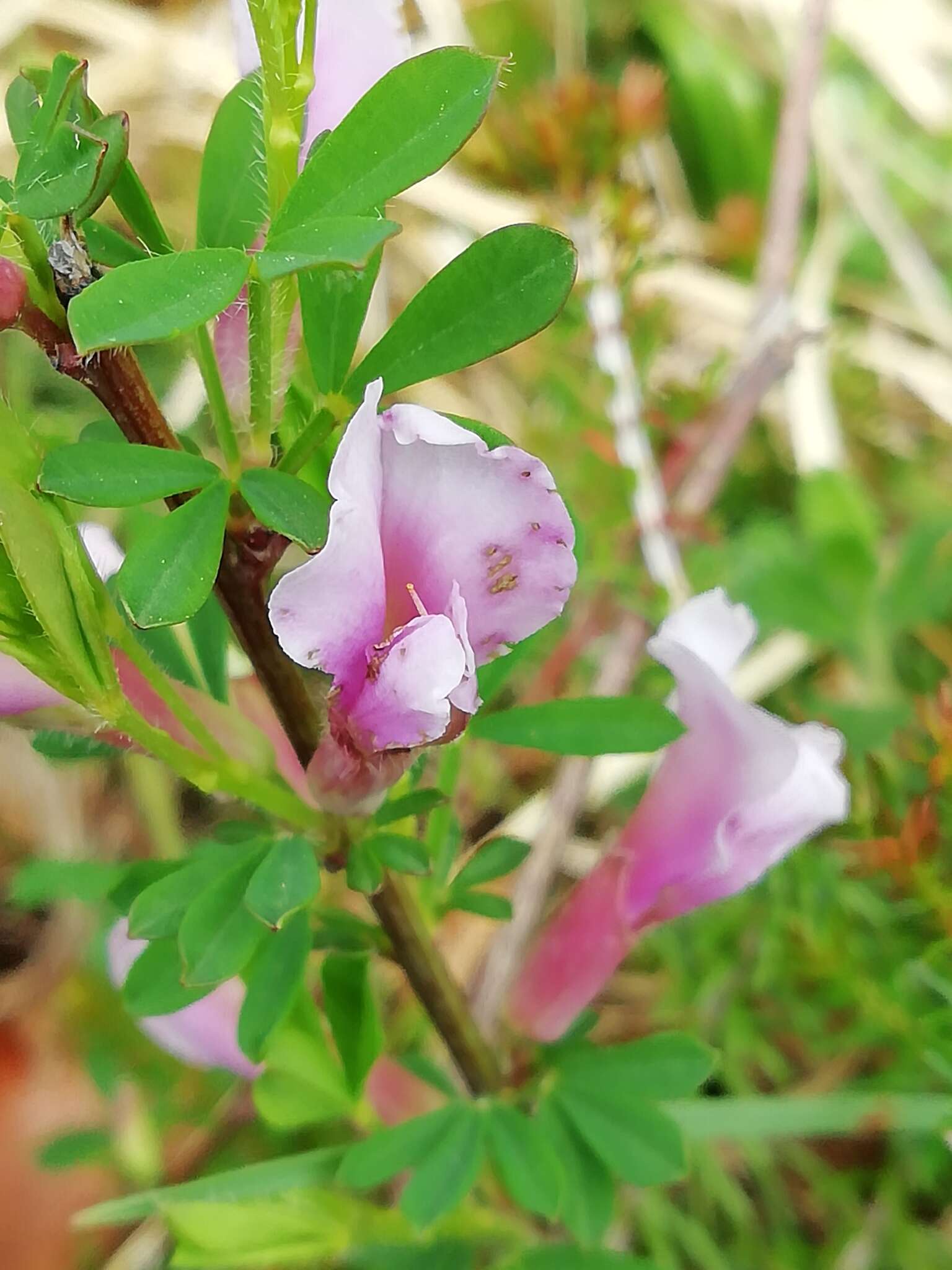 Cytisus purpureus Scop.的圖片