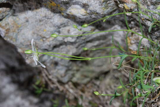 Image of Moehringia lebrunii Merxm.