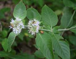 Image of hoary mountainmint