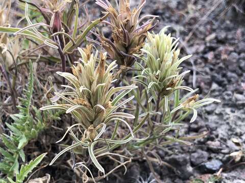 Image of pale Indian paintbrush