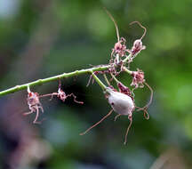 Imagem de Aesculus parviflora Walt.