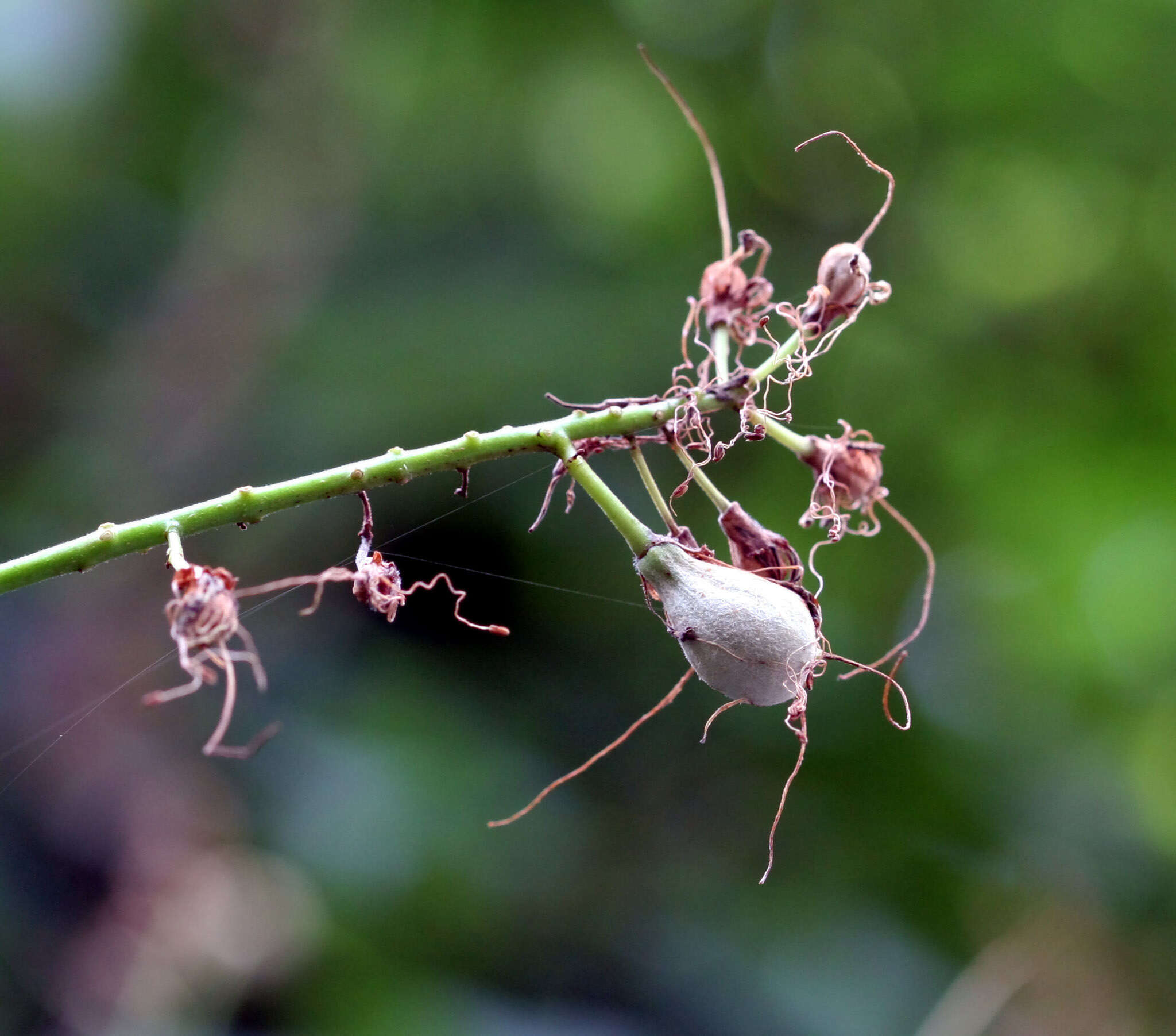 Imagem de Aesculus parviflora Walt.