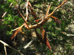 Imagem de Tillandsia latifolia var. divaricata (Benth.) Mez