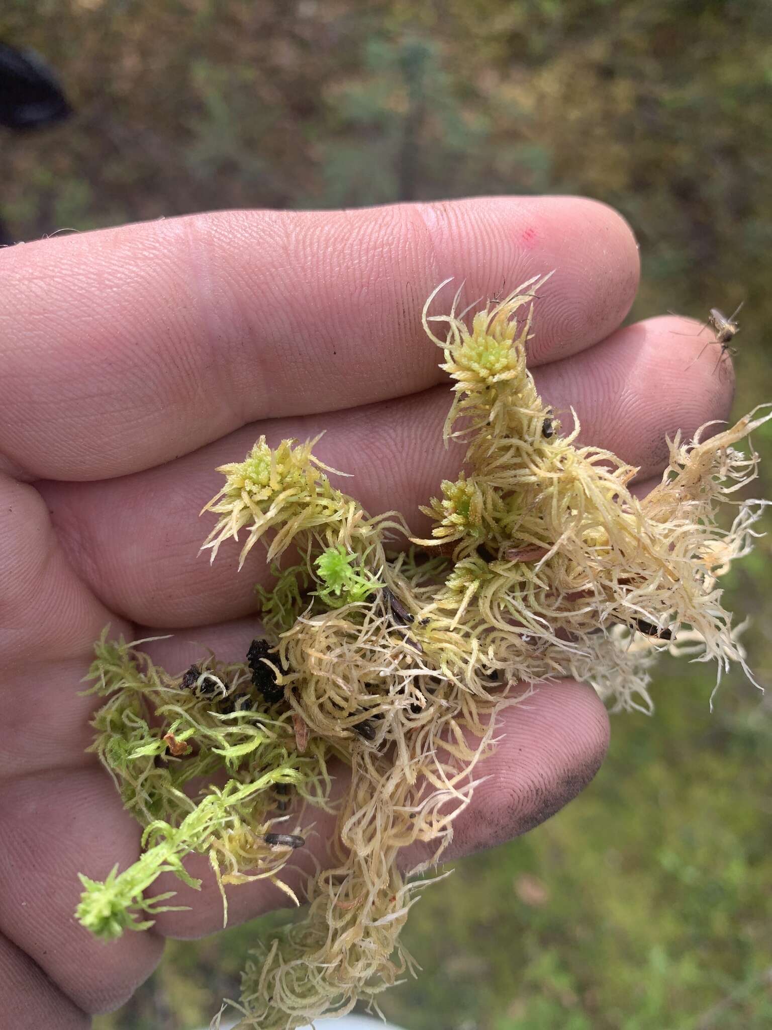 Imagem de Sphagnum angustifolium C. E. O. Jensen 1896