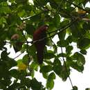 Image of Biak Red Lory