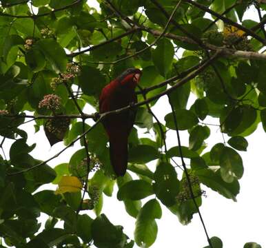 صورة Eos cyanogenia Bonaparte 1850