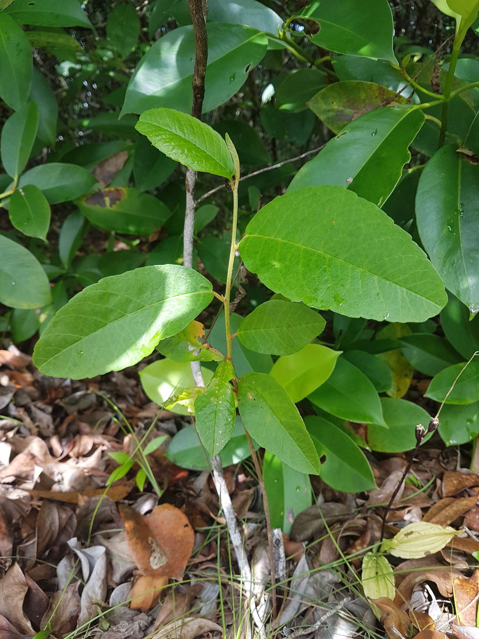 Image of Croton hostmannii Miq. ex Schltdl.