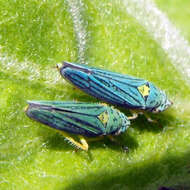 Image of Blue-Green Sharpshooter