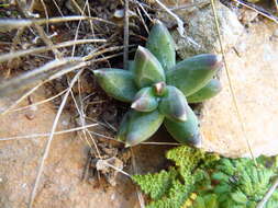 Image of Pachyphytum compactum Rose