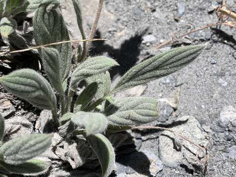 Phacelia hastata var. compacta (Brand) Cronq. resmi