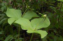 Image of Trillium camschatcense Ker Gawl.