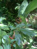 Image of Heliconia spathocircinata Aristeg.