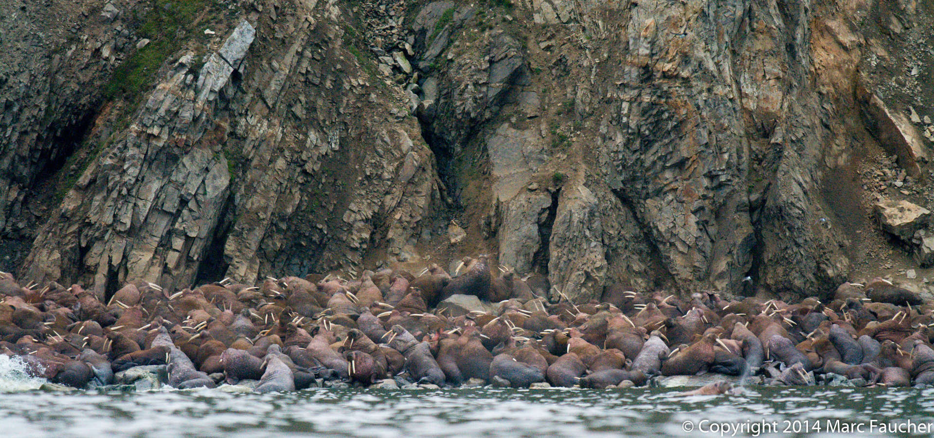 Image of Laptev Sea walrus