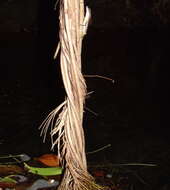 Image of Dappled Anole