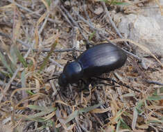 Image of Stenomorpha (Stenomorpha) convexicollis (Le Conte 1854)