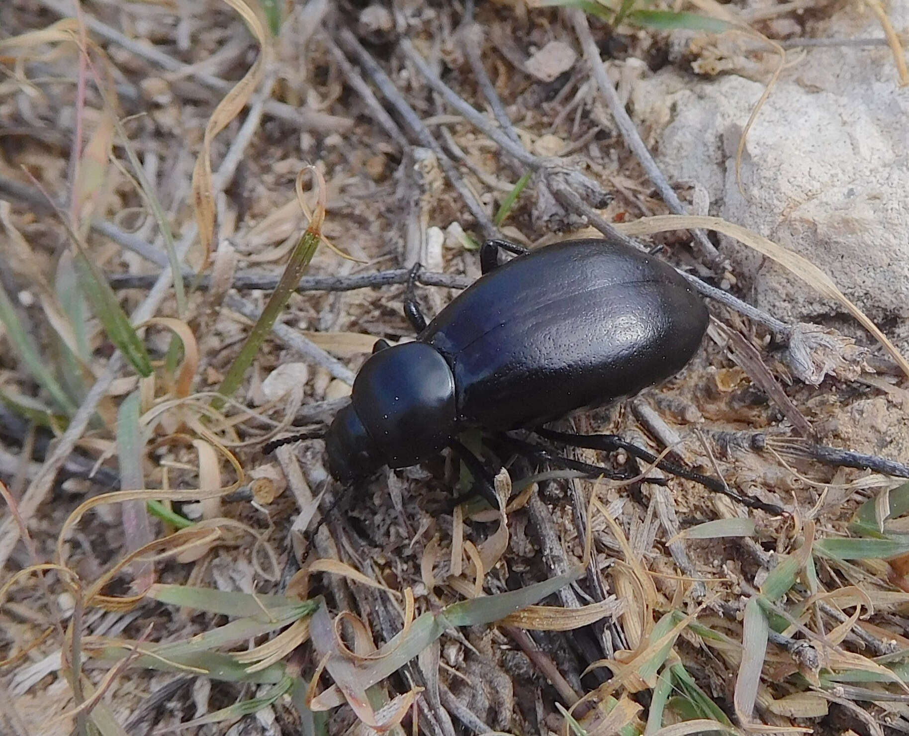 Image of Stenomorpha (Stenomorpha) convexicollis (Le Conte 1854)