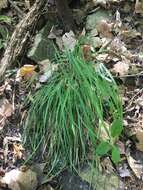 Image of Rocky Mountain sedge