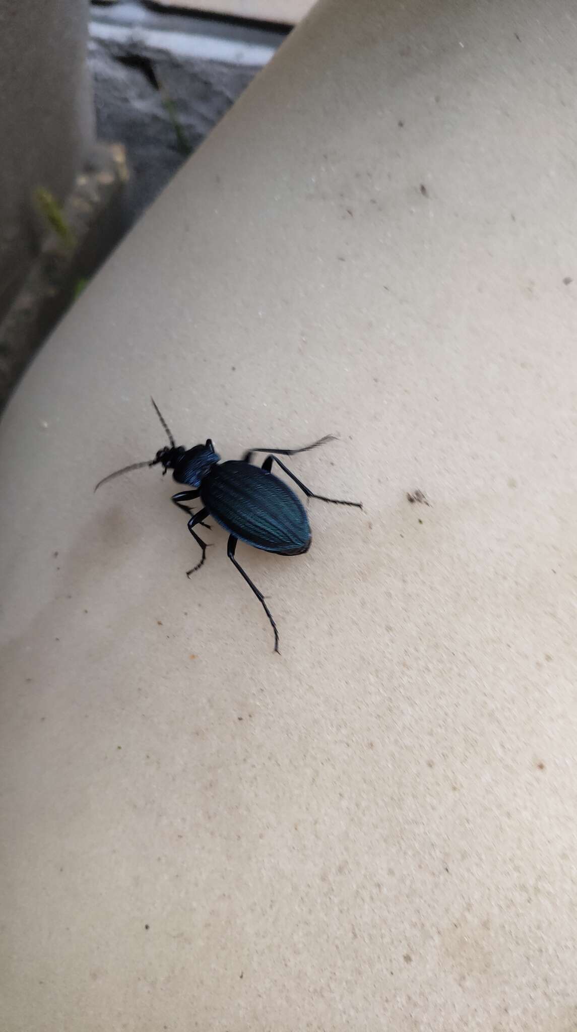 Carabus (Megodontus) exaratus Quensel ex Schönherr 1806 resmi