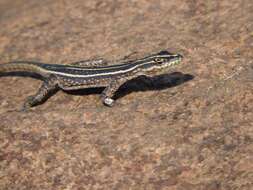 Image of Sekukhune Flat Lizard