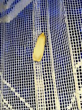 Image of buff footman