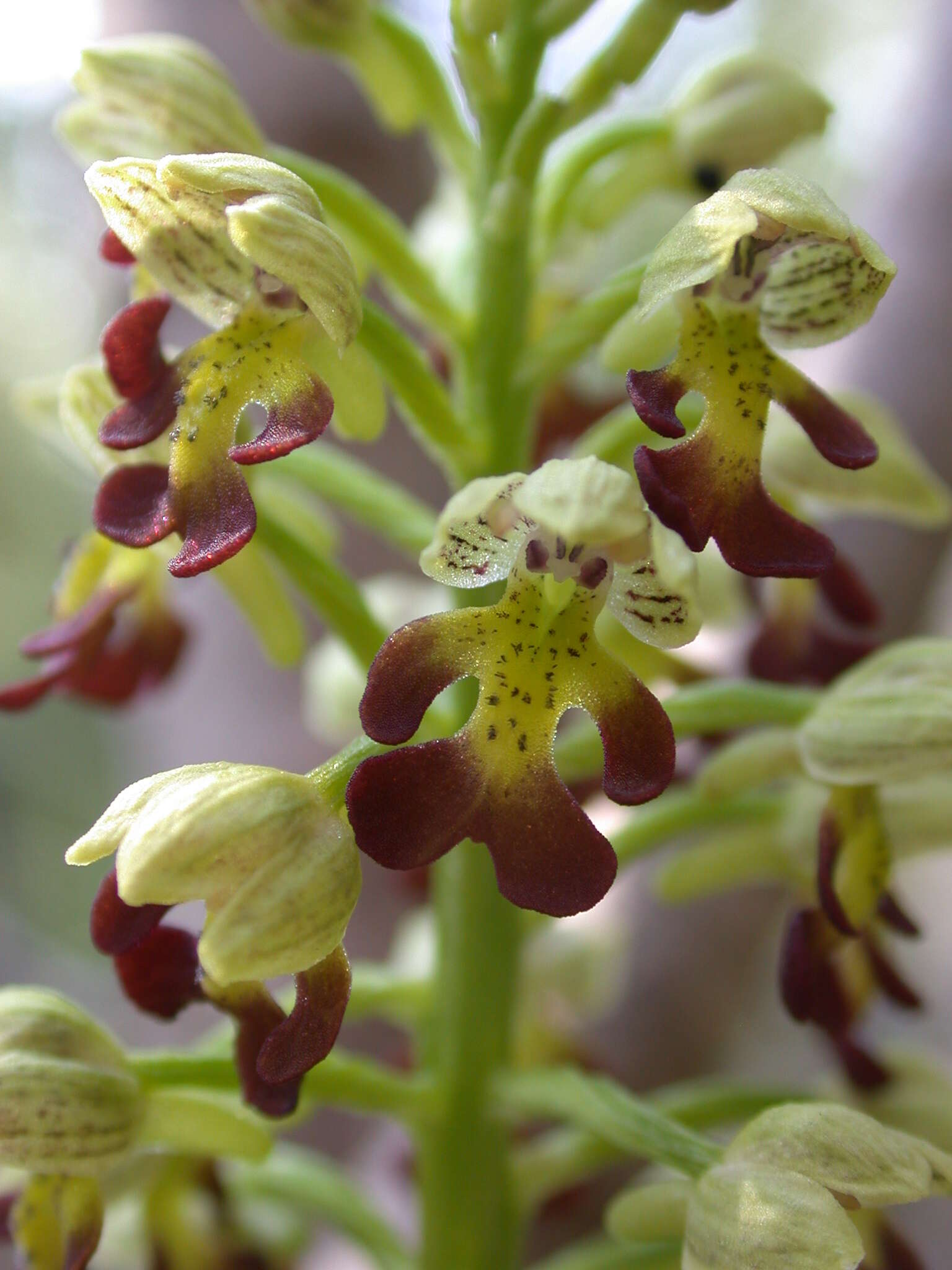 Image of Small-dotted Orchis