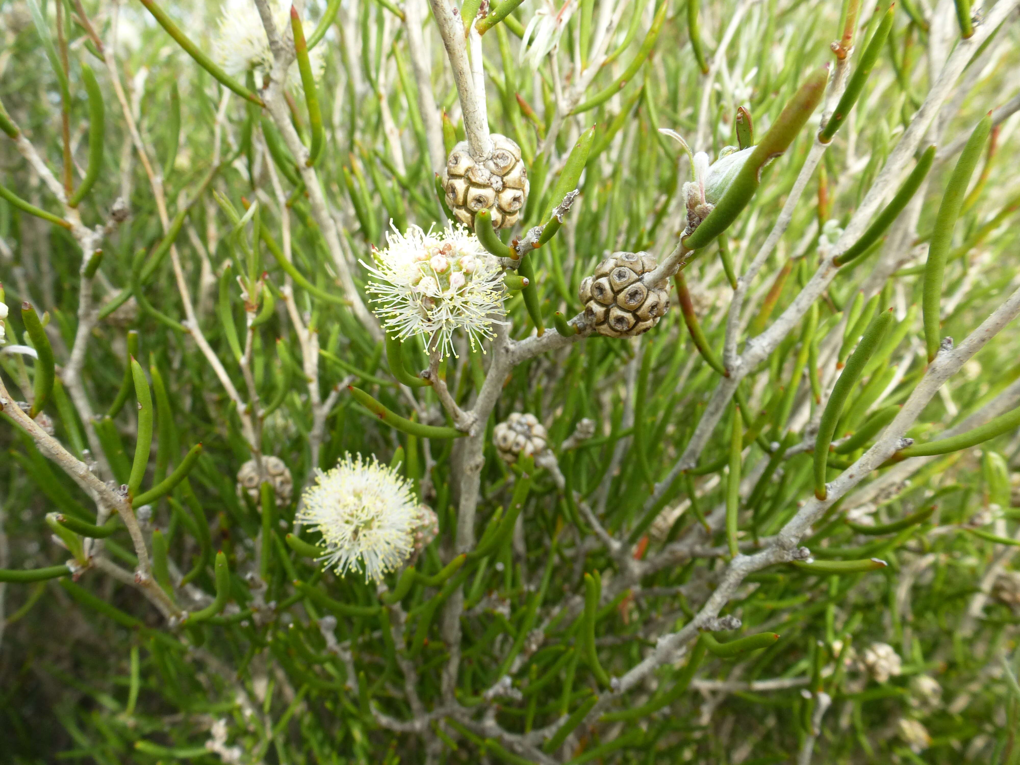 Image of Melaleuca halophila L. A. Craven