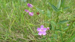 Pterogastra divaricata (Bonpl.) Naud.的圖片