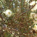 Image de Melaleuca hamata Field. & G. A. Gardner