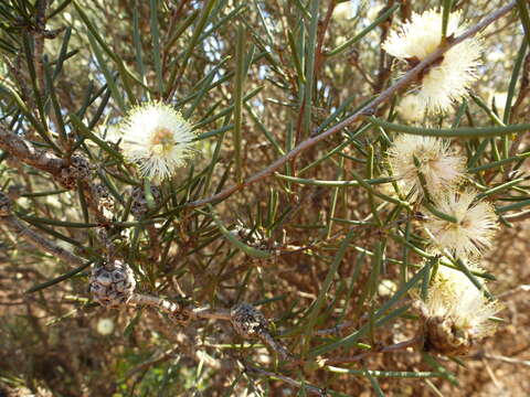 Слика од Melaleuca hamata Field. & G. A. Gardner