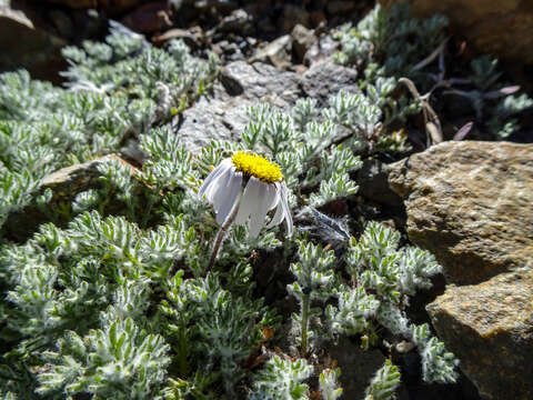 Image of Allardia tomentosa DC.