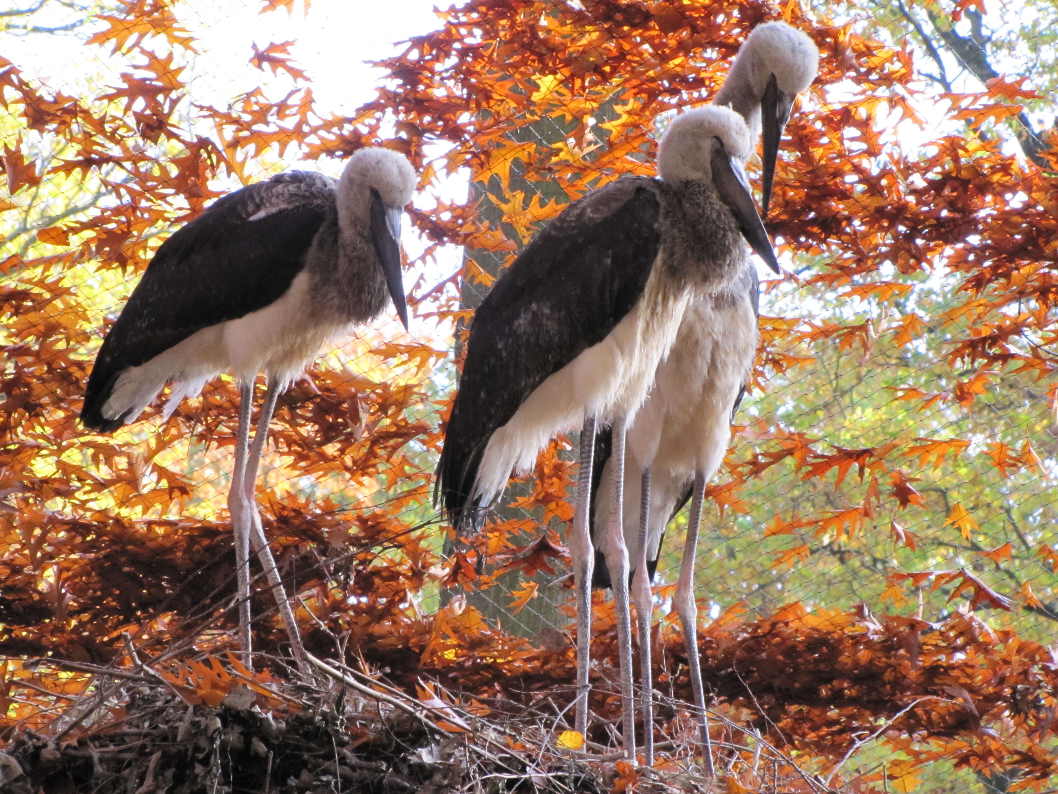 Image of Saddle-billed Stork