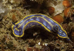 Image of double-lined sea slug